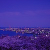 桜と工場夜景