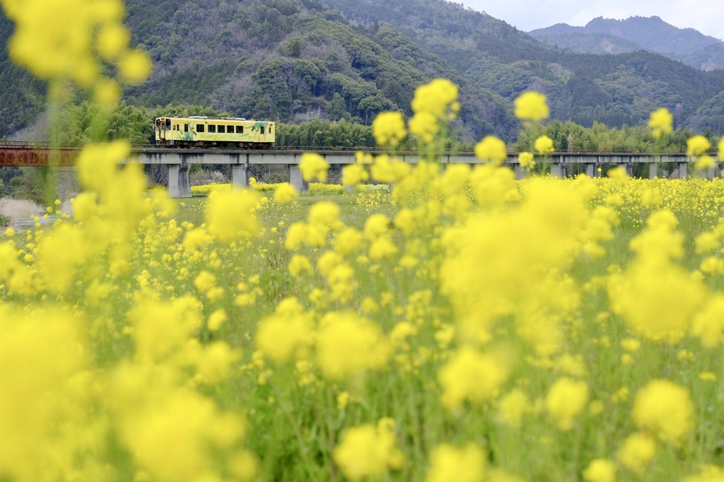錦川清流線の春