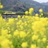 錦川清流線の春