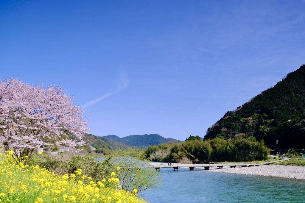 清流錦川の春