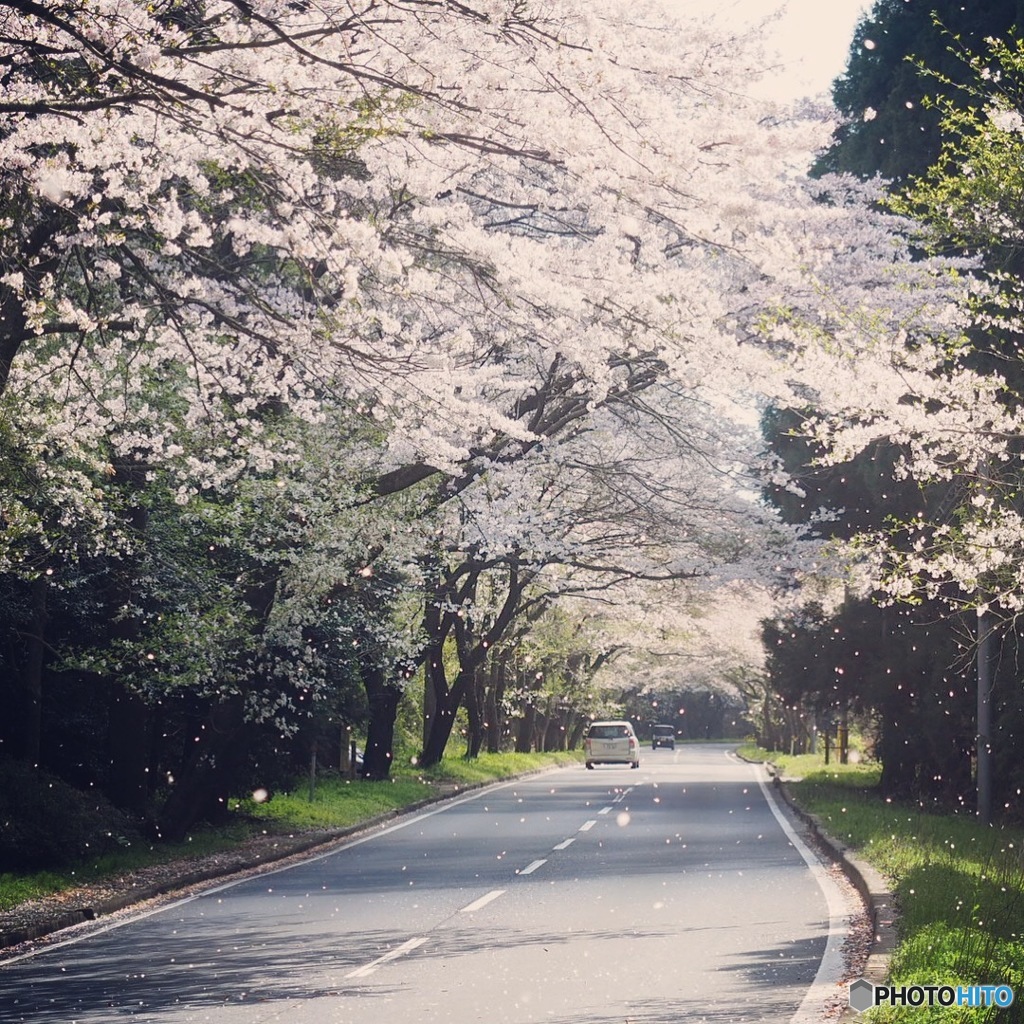 桜舞い散る