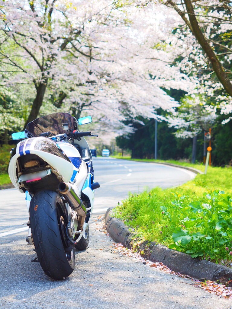 お花見ツーリング2