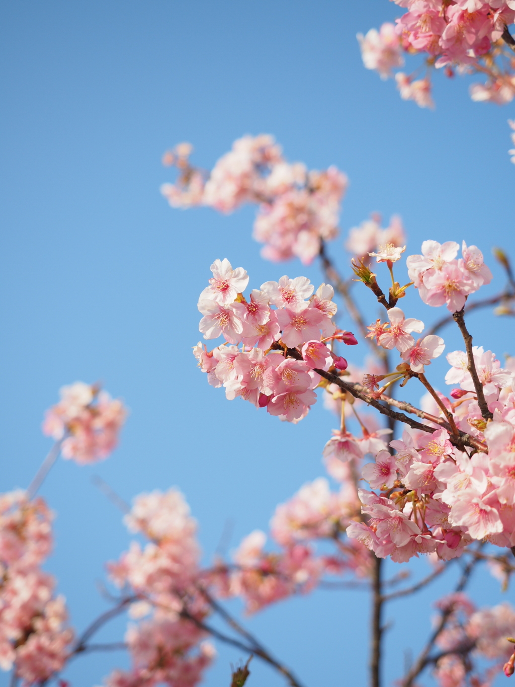 青空に映える河津桜