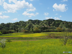 春の里山