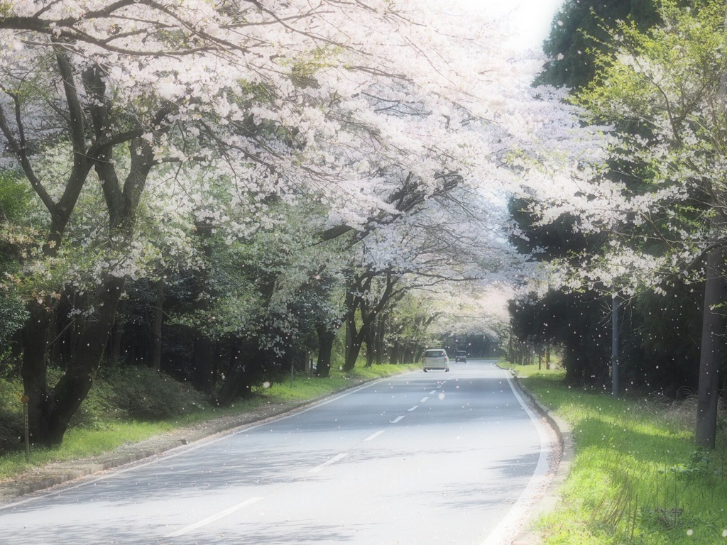 桜舞い散る