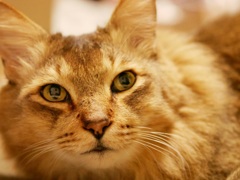 猫