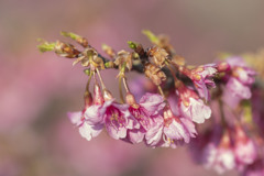 寒桜