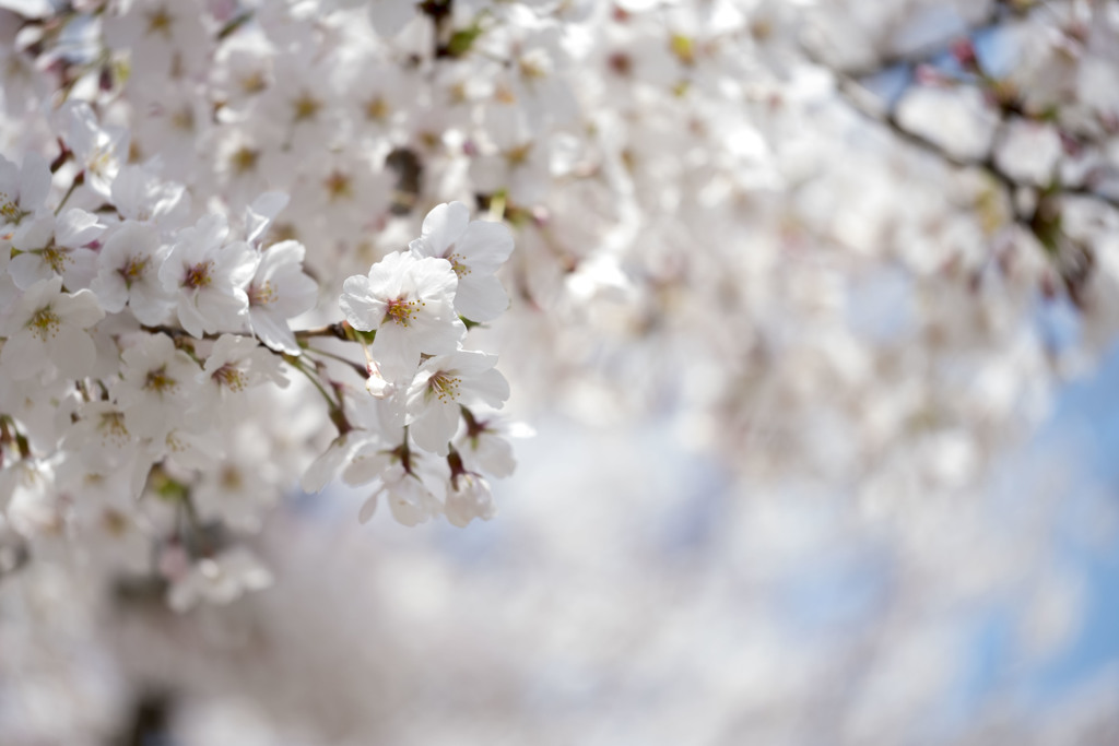 桜満開