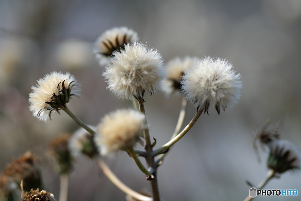 冬の花　ふわふわ 3
