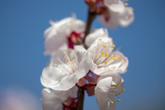 寒桜