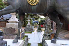 馬の股から馬
