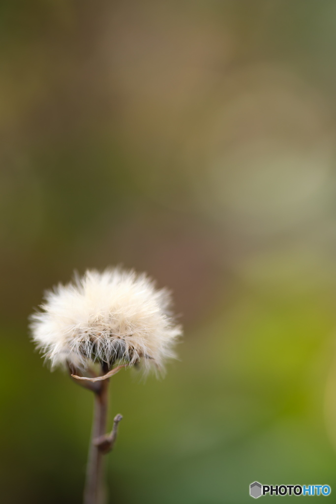 冬の花　ふわふわ 5