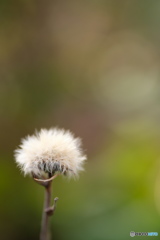 冬の花　ふわふわ 5