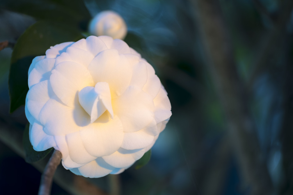 凛と咲く一輪の白い花02