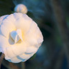 凛と咲く一輪の白い花02