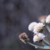 冬の花　ふわふわ 1