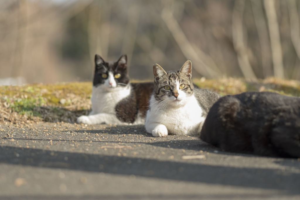 仲良し野良猫たち