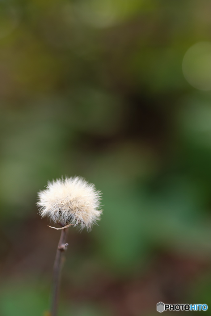 冬の花　ふわふわ 4