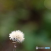 冬の花　ふわふわ 4