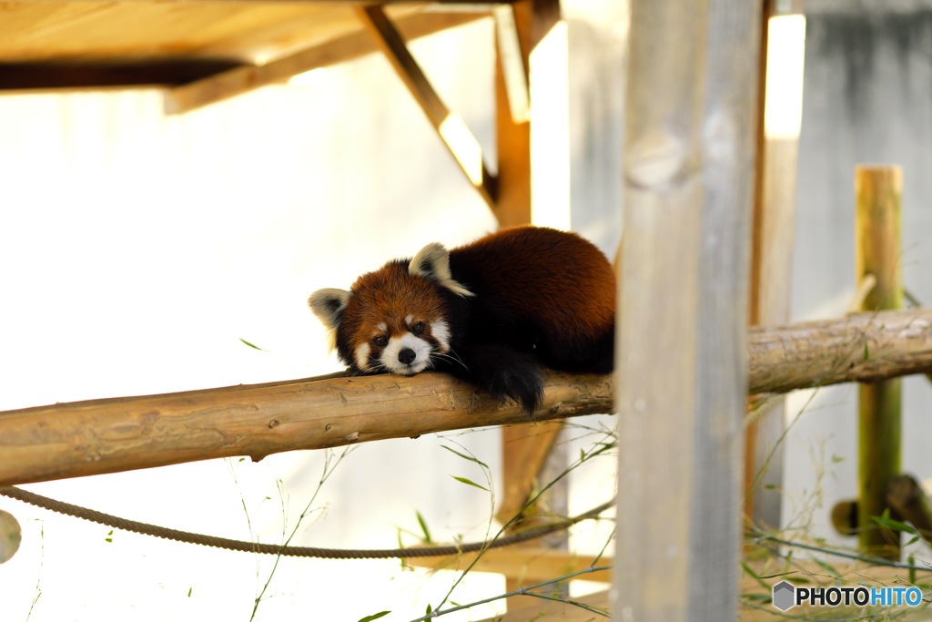 横たわるレッサーパンダ