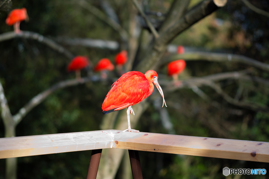 ショウジョウトキ　