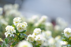 冬に咲く花