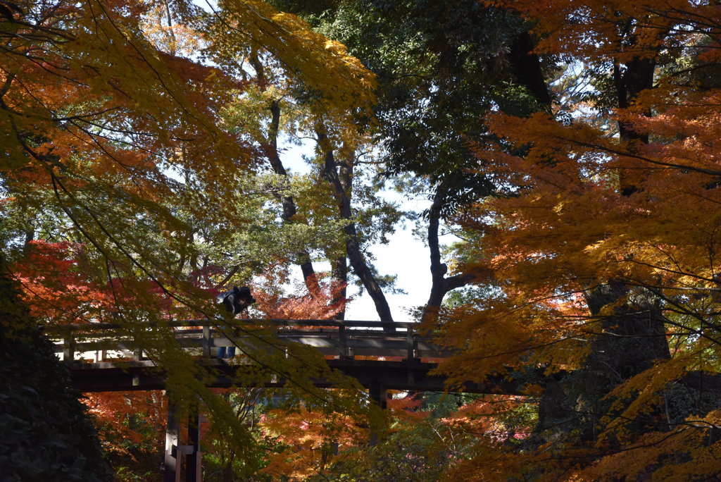 徳川園の紅葉　v