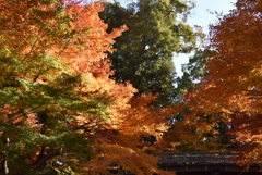 徳川園の紅葉　ii