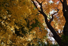 徳川園の紅葉　iii