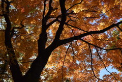 徳川園の紅葉　iv