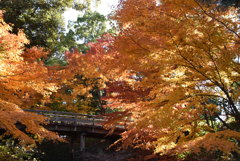 徳川園　i