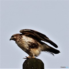 飛翔寸前の鷹のノスリ