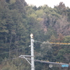 カワラヒワ＆ノスリ