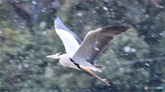 アオサギ