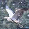 アオサギ