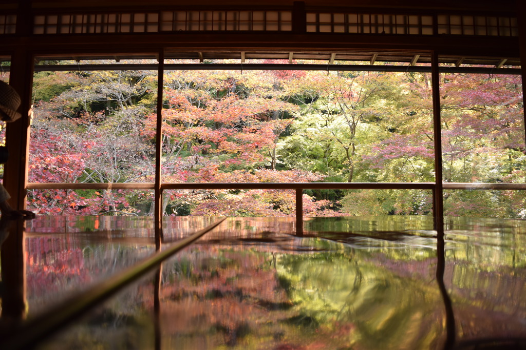 瑠璃光院秋の紅葉