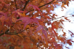 最後の紅葉
