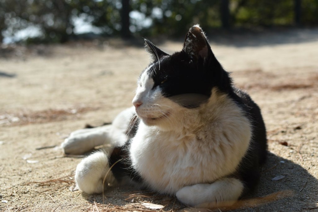 にゃん＠小豆島