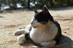 にゃん＠小豆島