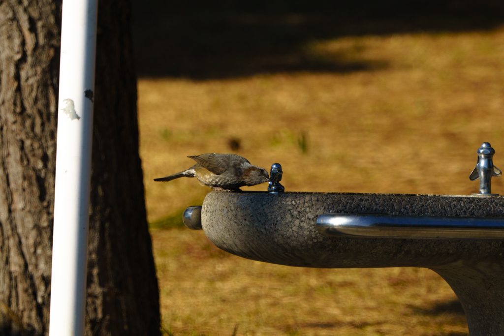 葛西臨海公園の野鳥ビンズイ