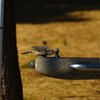 葛西臨海公園の野鳥ビンズイ