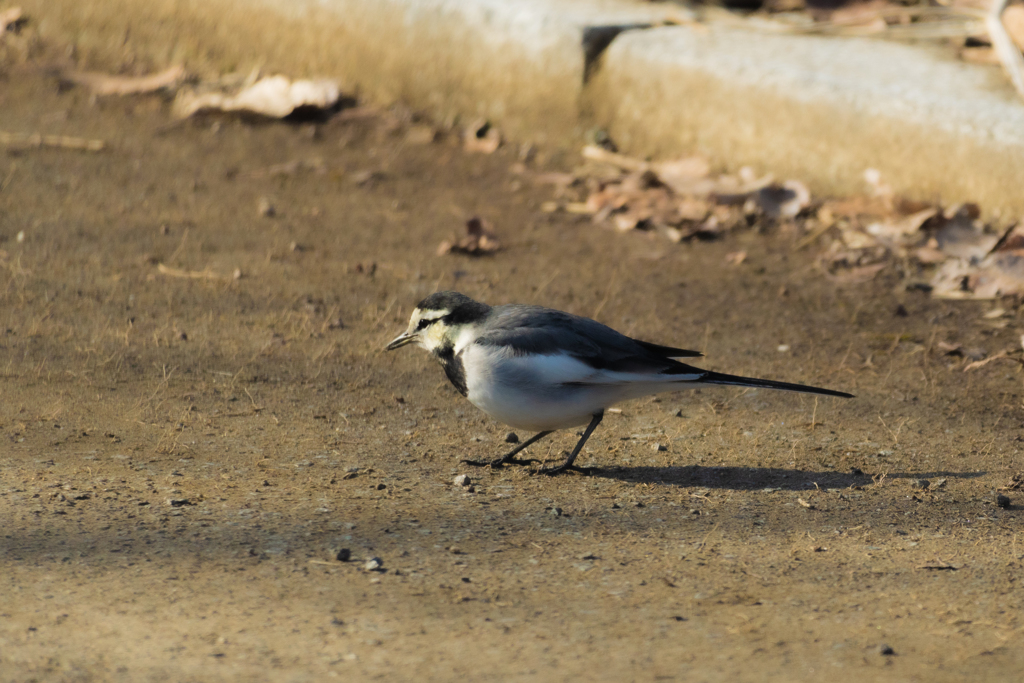 新しい望遠レンズでの野鳥撮影