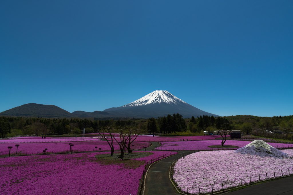 例年とは異なるこの光景（富士芝桜）
