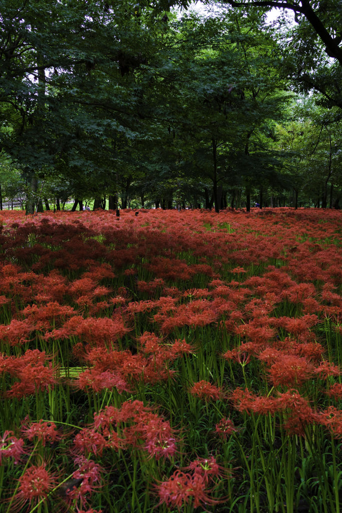 巾着田曼珠沙華公園彼岸花全体編縦構図