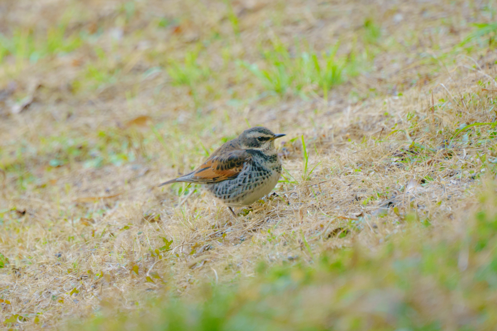 葛西臨海公園の野鳥アリスイ