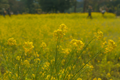 浜離宮恩賜庭園の菜の花