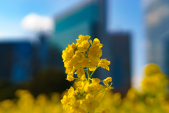 菜の花と高層ビル