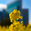 菜の花と高層ビル