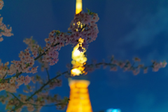 芝公園から見る早桜と東京タワーボケ