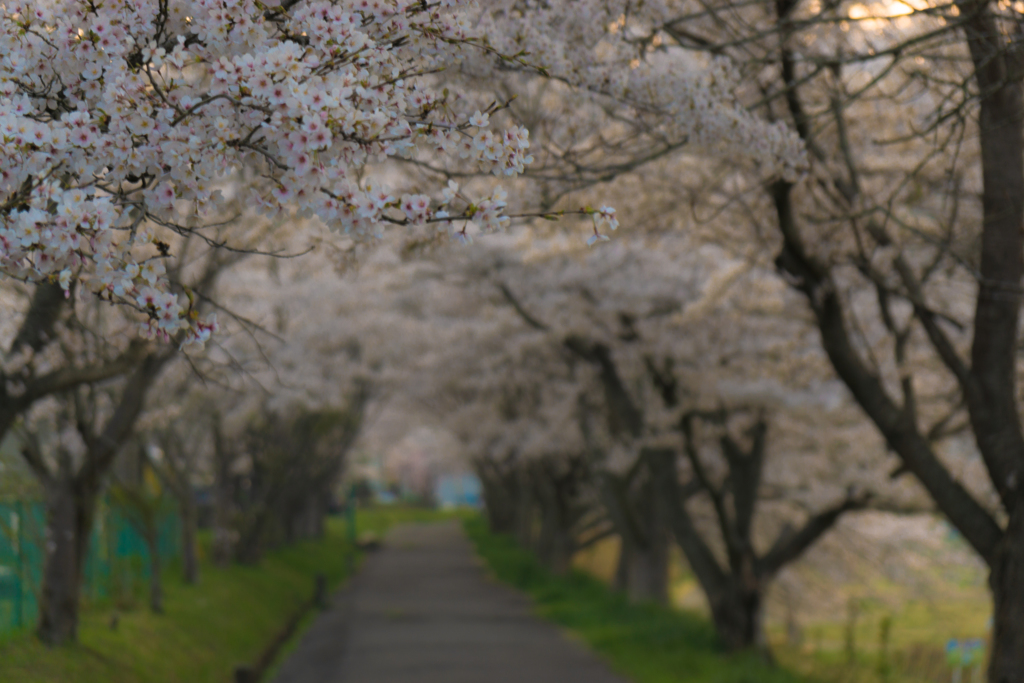 河川敷の桜のトンネル